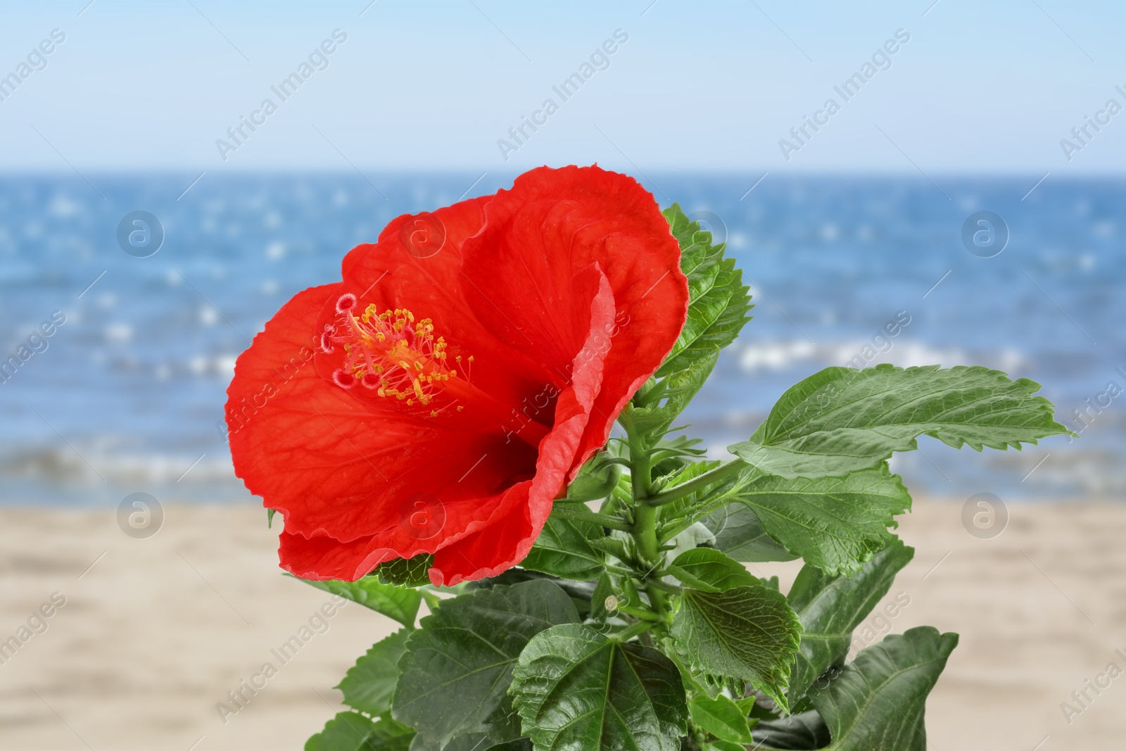 Hibiscus plant with bright red flower on tropical island Image of Hibiscus plant with bright red flower on tropical island