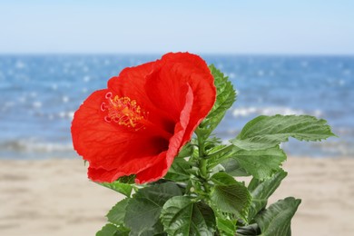 Image of Hibiscus plant with bright red flower on tropical island