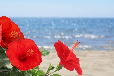 Image of Hibiscus plant with bright red flowers on tropical island