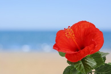 Image of Hibiscus plant with bright red flower on tropical island