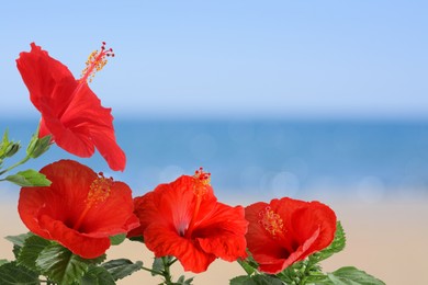 Image of Hibiscus plant with bright red flowers on tropical island