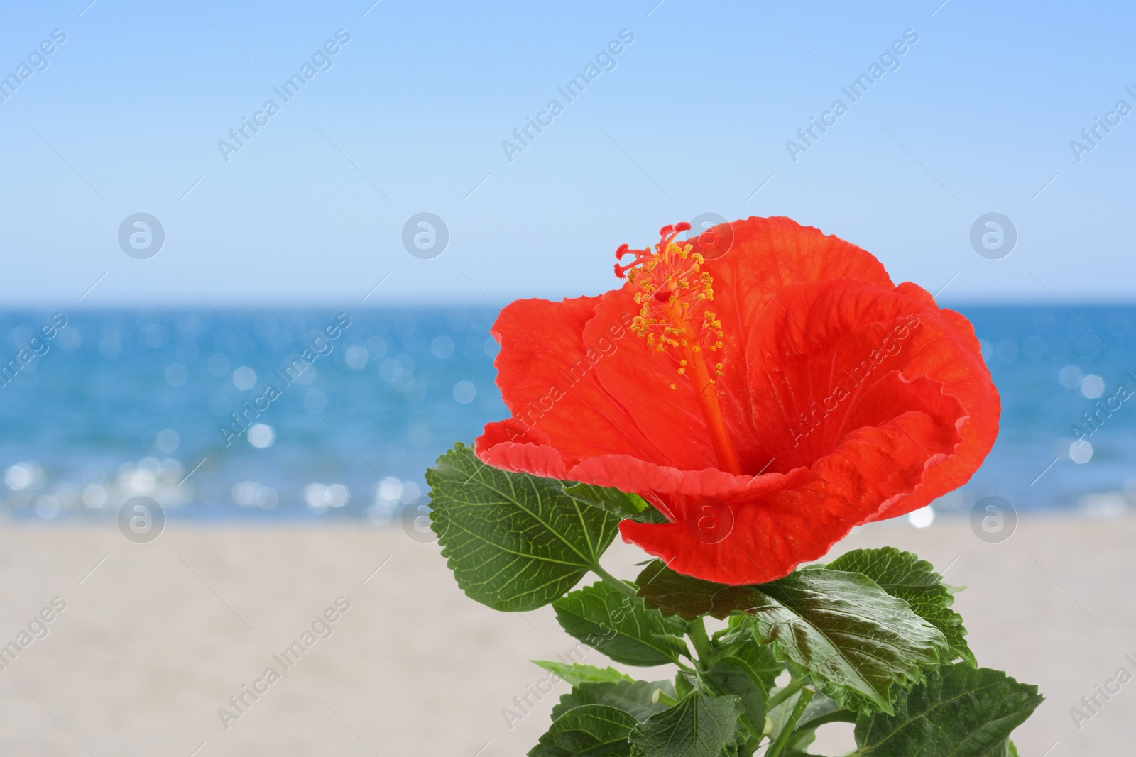 Hibiscus plant with bright red flower on tropical island Image of Hibiscus plant with bright red flower on tropical island