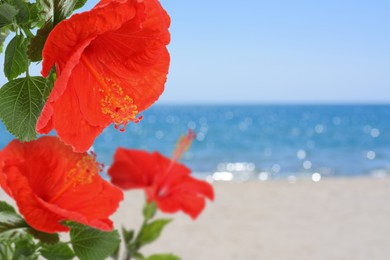 Image of Hibiscus plant with bright red flowers on tropical island