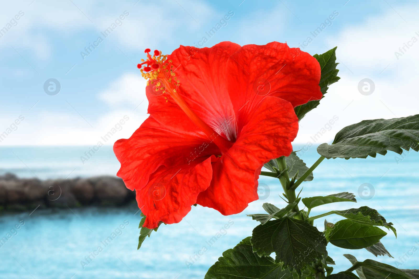 Red hibiscus flower by sea. Tropical plant Image of Red hibiscus flower by sea. Tropical plant