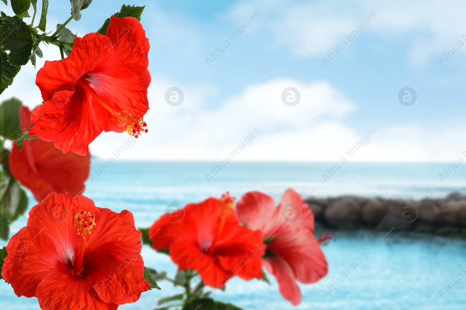 Red hibiscus flowers by sea. Tropical plant Image of Red hibiscus flowers by sea. Tropical plant