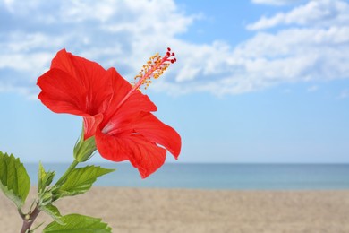 Image of Hibiscus plant with bright red flower on tropical island