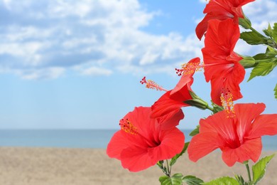 Image of Hibiscus plant with bright red flowers on tropical island
