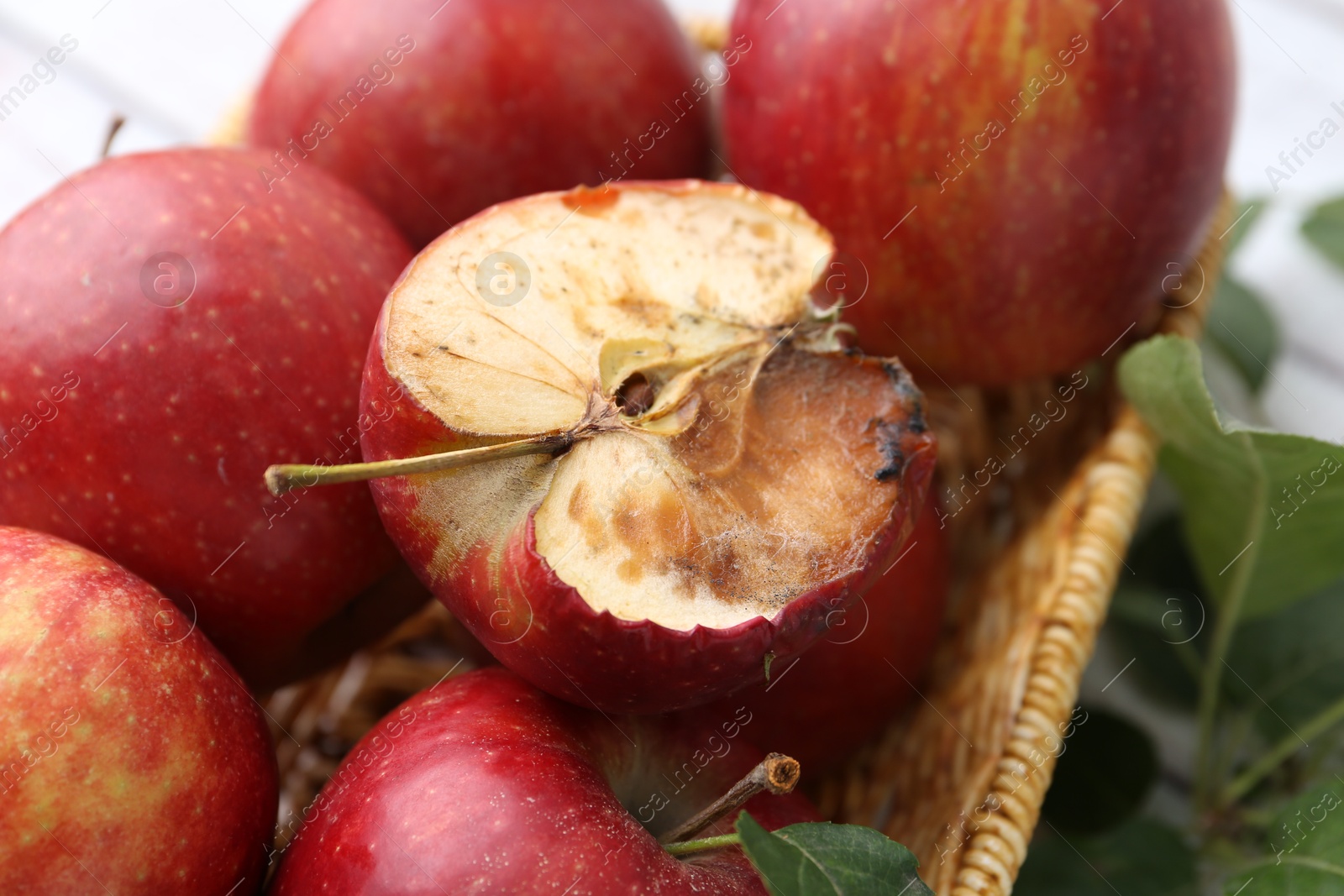Photo of Spoiled apple and good ones in basket on table, closeup