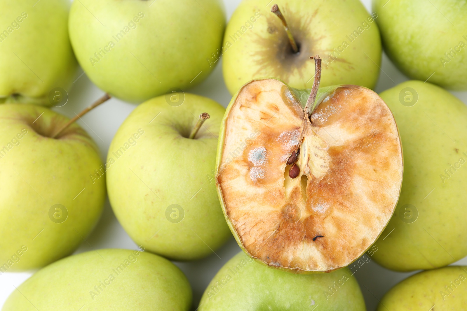 Spoiled apple and good ones on white background, closeup Photo of Spoiled apple and good ones on white background, closeup