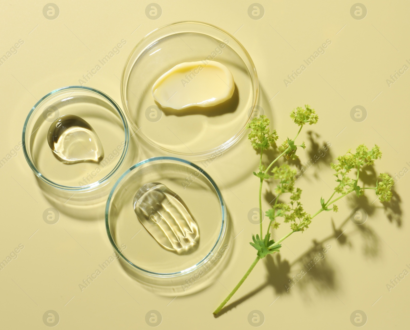 Different cosmetic products in Petri dishes and floral decor on pale yellow background, flat lay Photo of Different cosmetic products in Petri dishes and floral decor on pale yellow background, flat lay