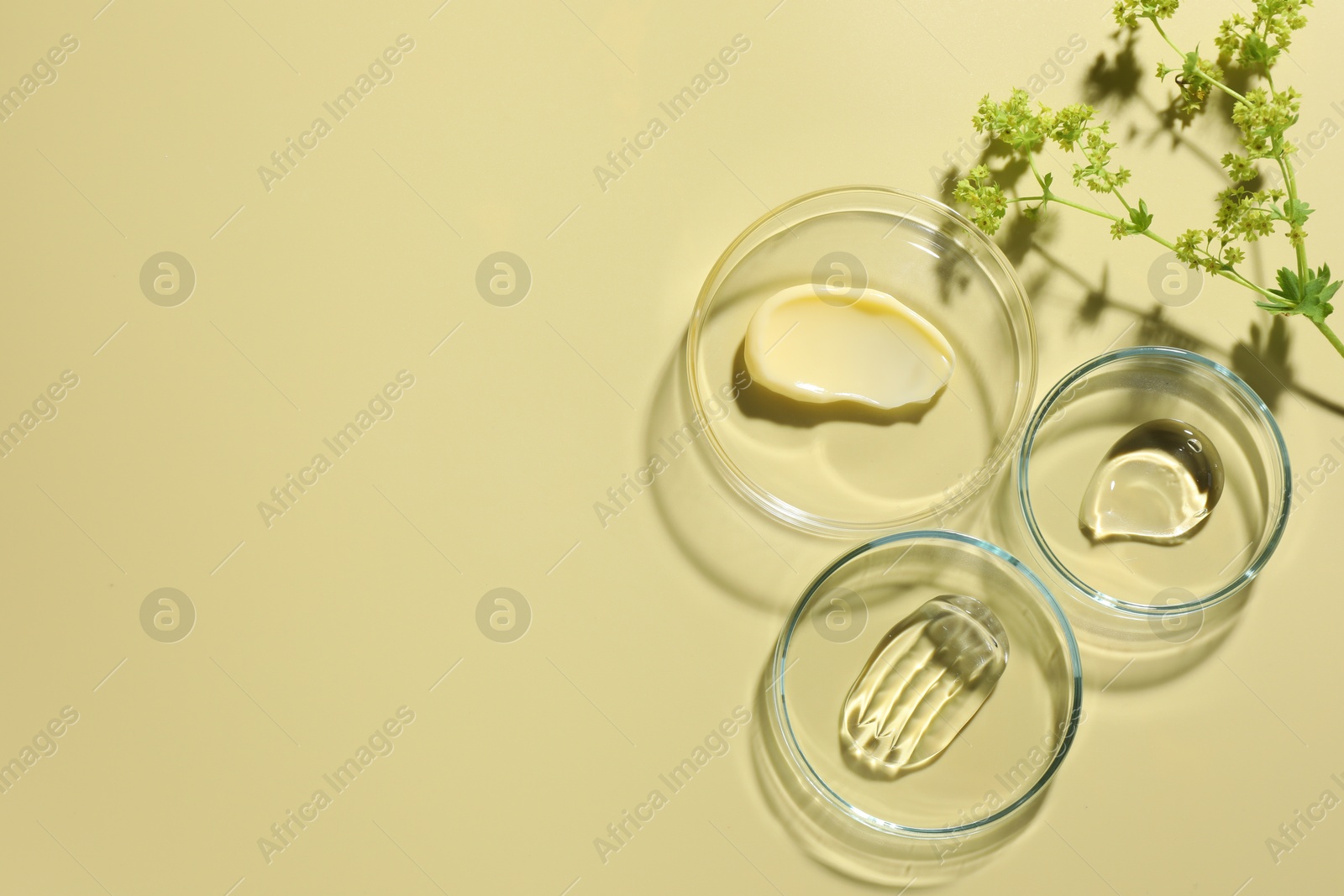Different cosmetic products in Petri dishes and floral decor on pale yellow background, flat lay. Space for text Photo of Different cosmetic products in Petri dishes and floral decor on pale yellow background, flat lay. Space for text