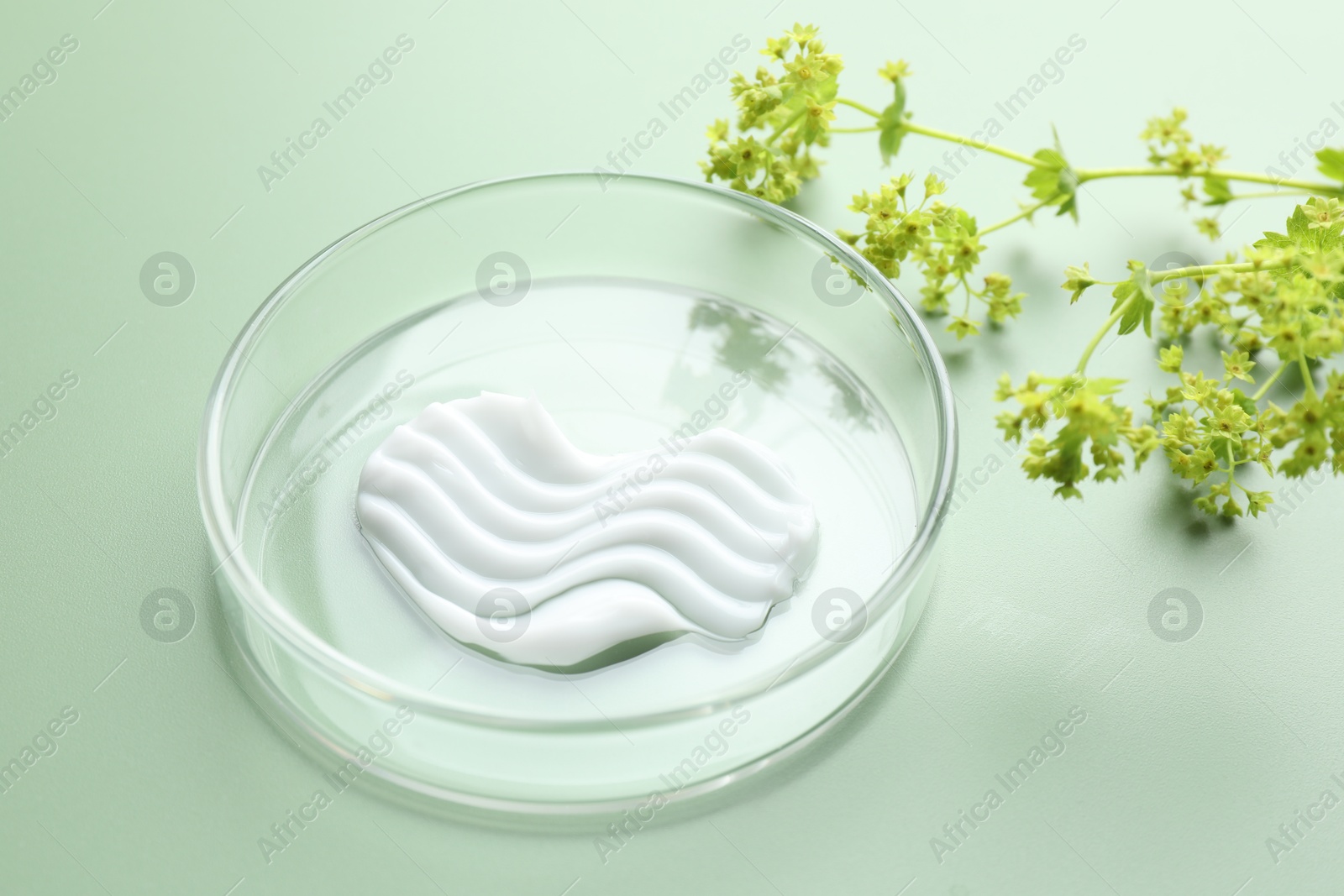 Cosmetic product in Petri dish and floral decor on green background, closeup Photo of Cosmetic product in Petri dish and floral decor on green background, closeup