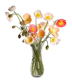 Photo of Bouquet of beautiful poppy flowers isolated on white