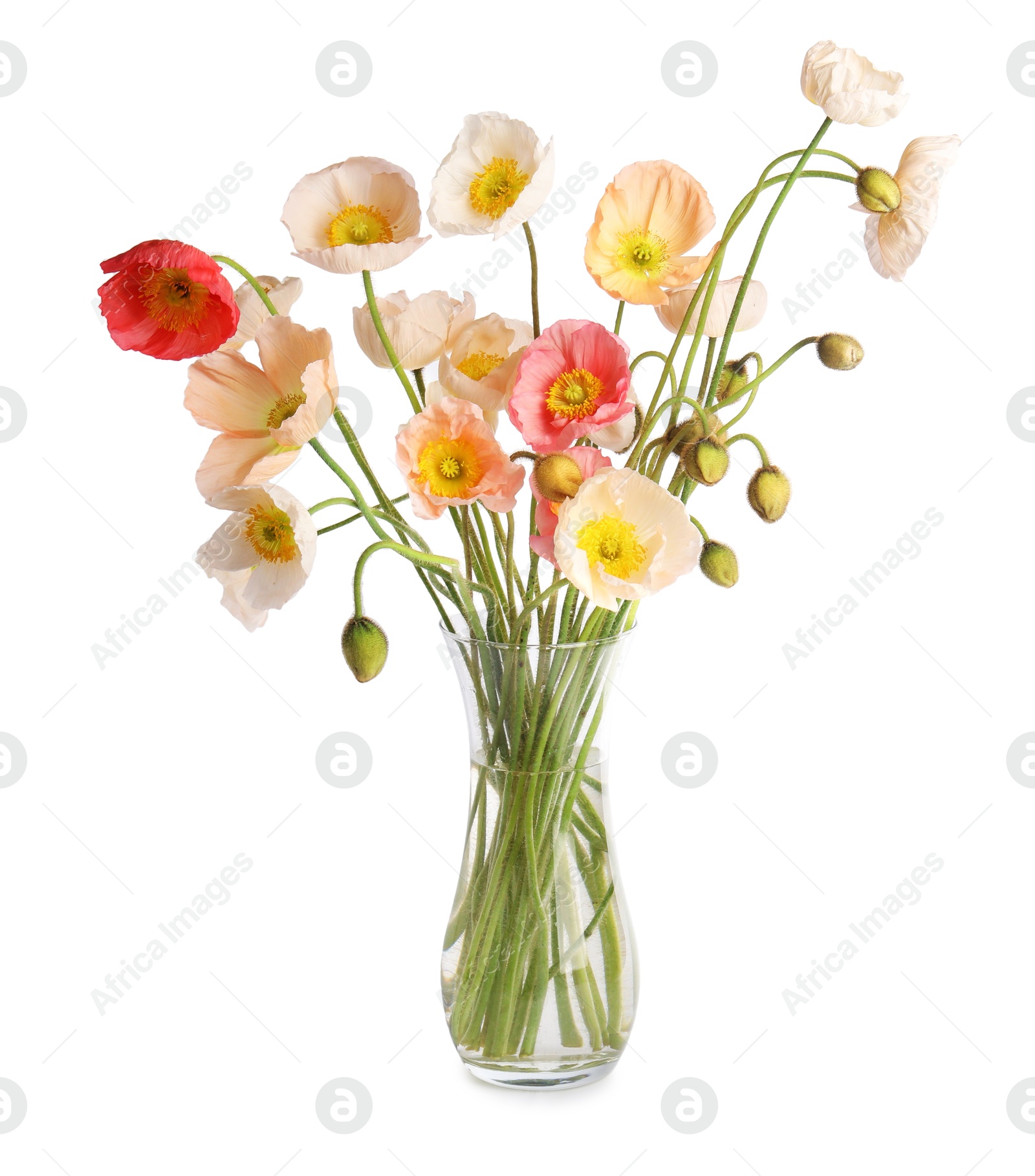 Bouquet of beautiful poppy flowers isolated on white Photo of Bouquet of beautiful poppy flowers isolated on white