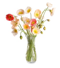 Photo of Bouquet of beautiful poppy flowers isolated on white
