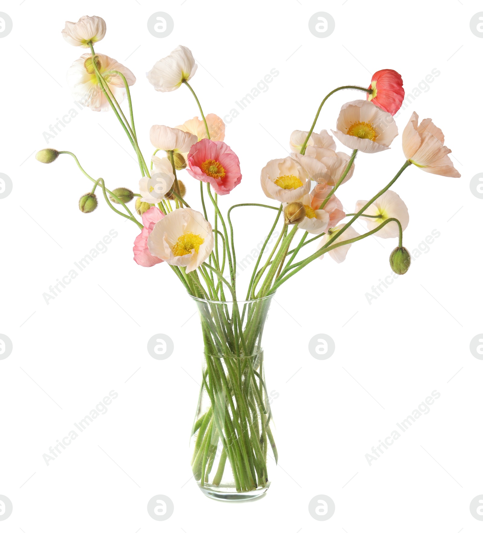 Photo of Bouquet of beautiful poppy flowers isolated on white