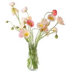 Photo of Bouquet of beautiful poppy flowers isolated on white