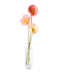 Photo of Beautiful poppy flowers in vase isolated on white