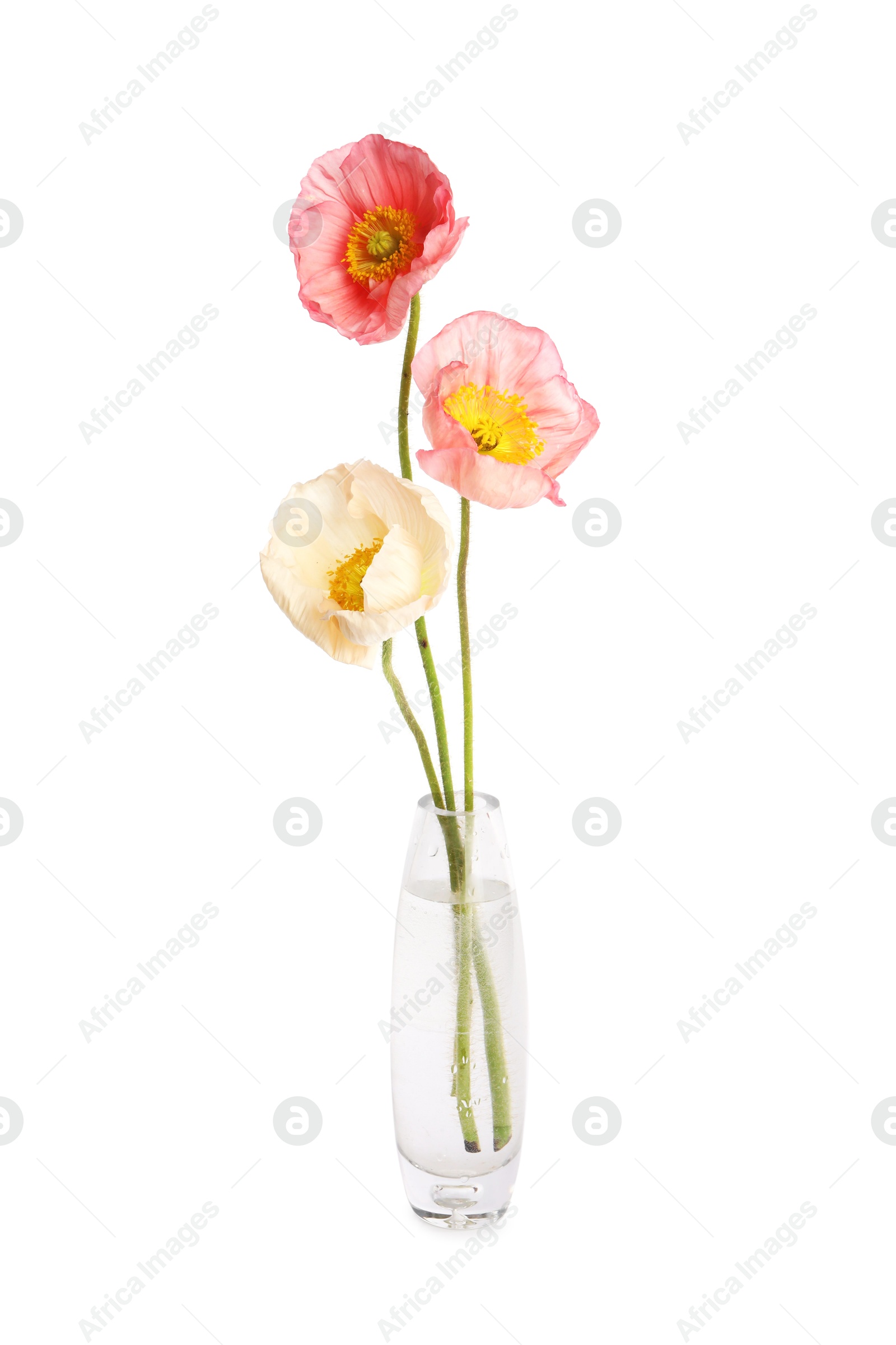 Photo of Beautiful poppy flowers in vase isolated on white