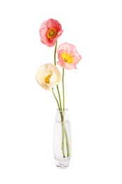 Photo of Beautiful poppy flowers in vase isolated on white
