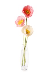 Photo of Beautiful poppy flowers in vase isolated on white