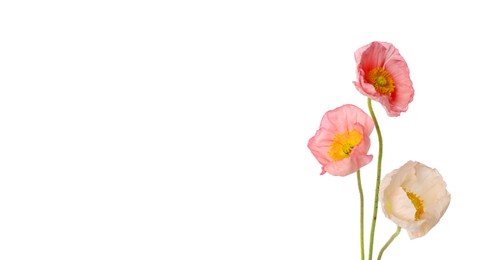 Photo of Beautiful blooming poppy flowers isolated on white