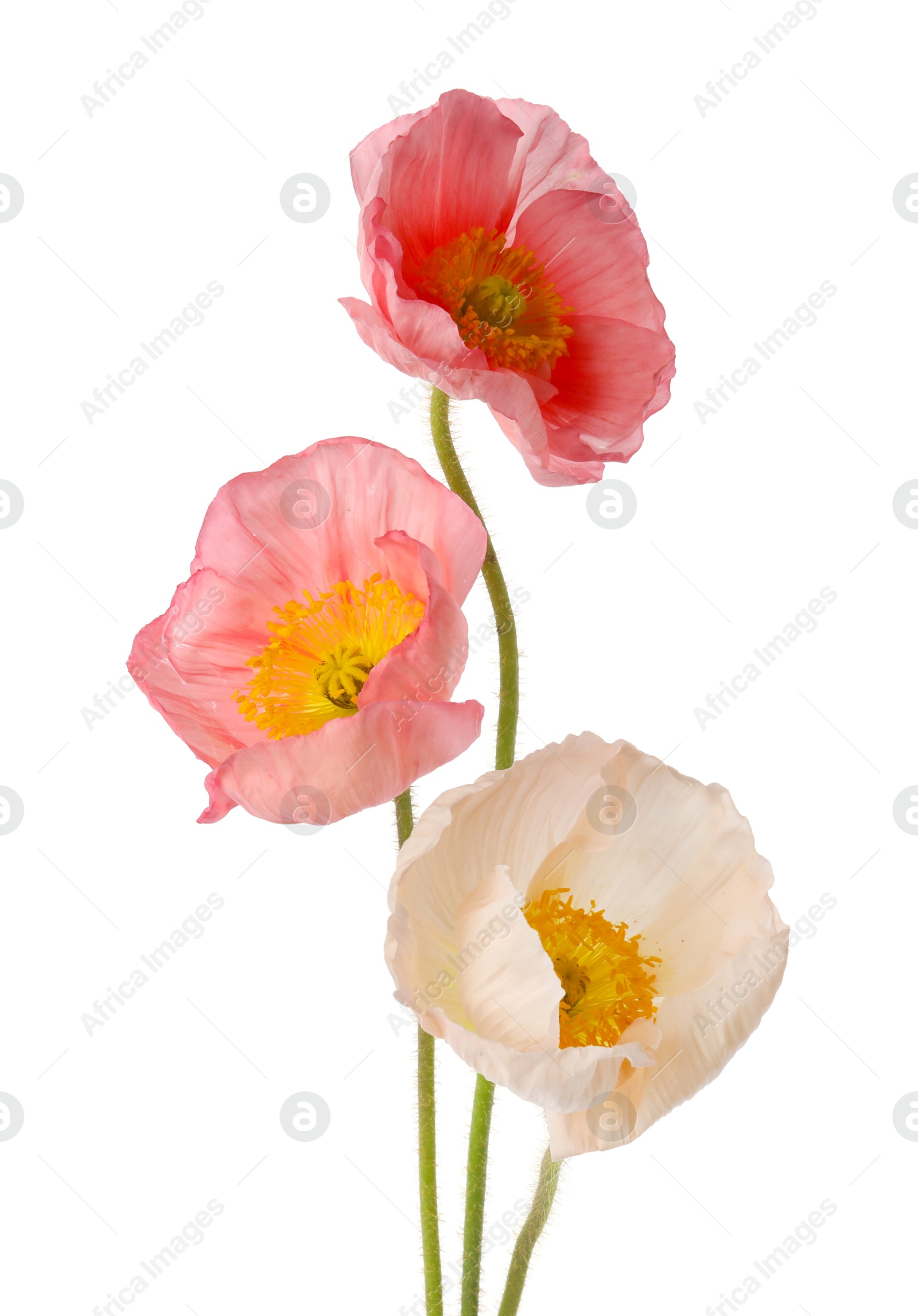 Beautiful blooming poppy flowers isolated on white Photo of Beautiful blooming poppy flowers isolated on white