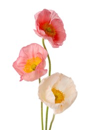 Photo of Beautiful blooming poppy flowers isolated on white