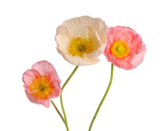 Photo of Beautiful blooming poppy flowers isolated on white