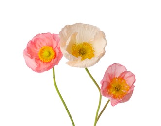 Photo of Beautiful blooming poppy flowers isolated on white