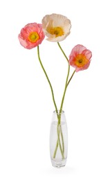 Photo of Beautiful poppy flowers in vase isolated on white