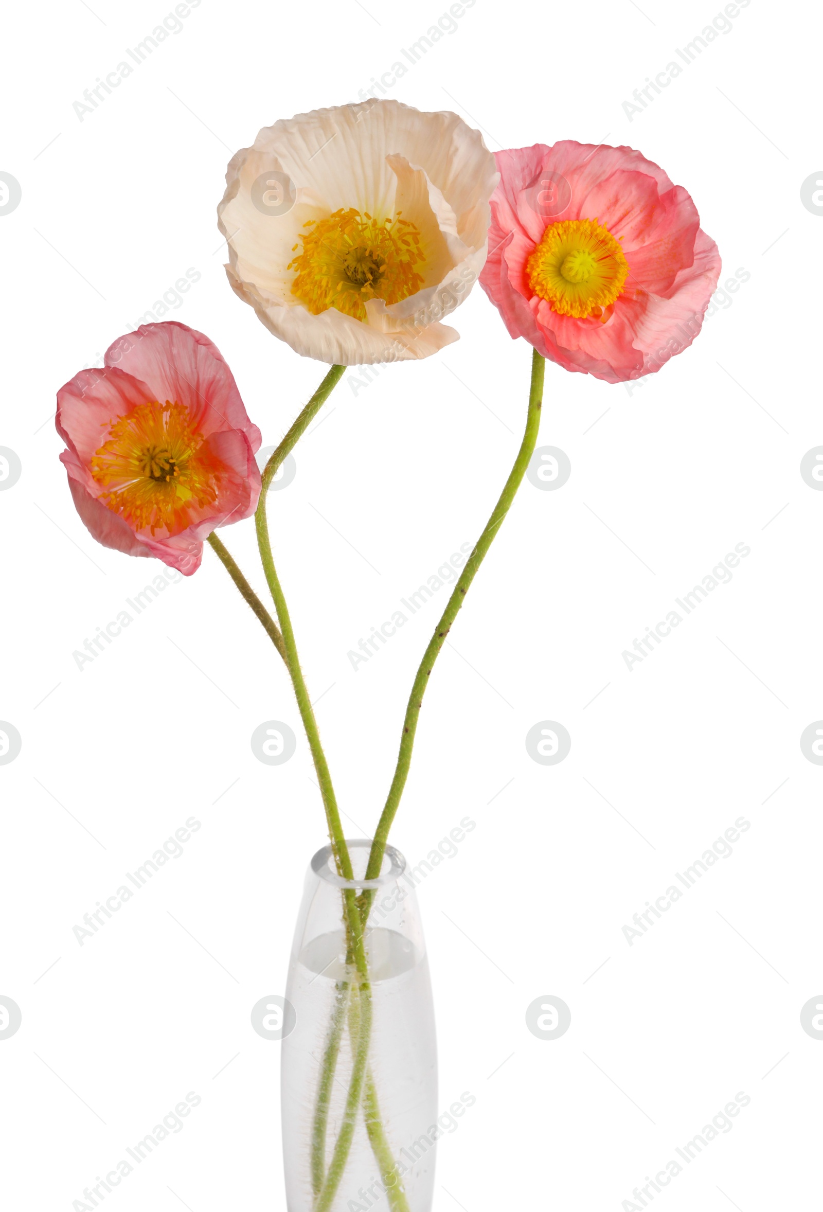 Photo of Beautiful poppy flowers in vase isolated on white