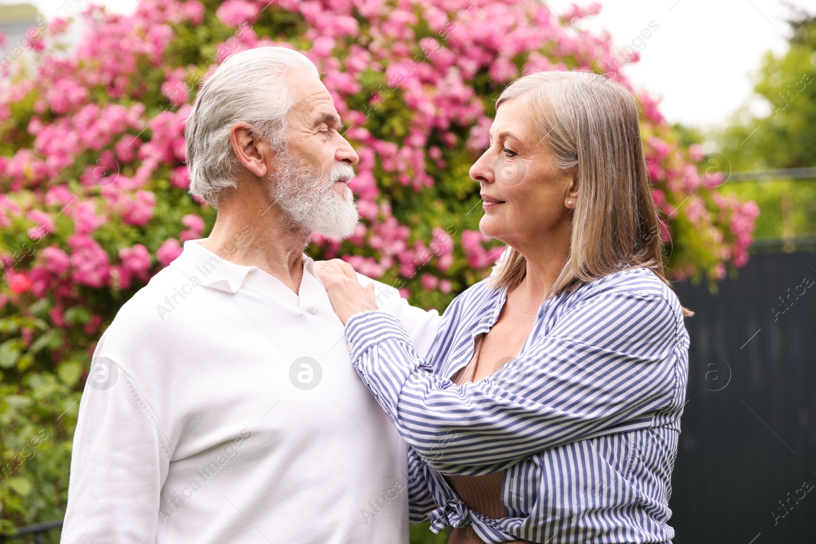 Photo of Lovely senior couple near bush of pink roses outdoors