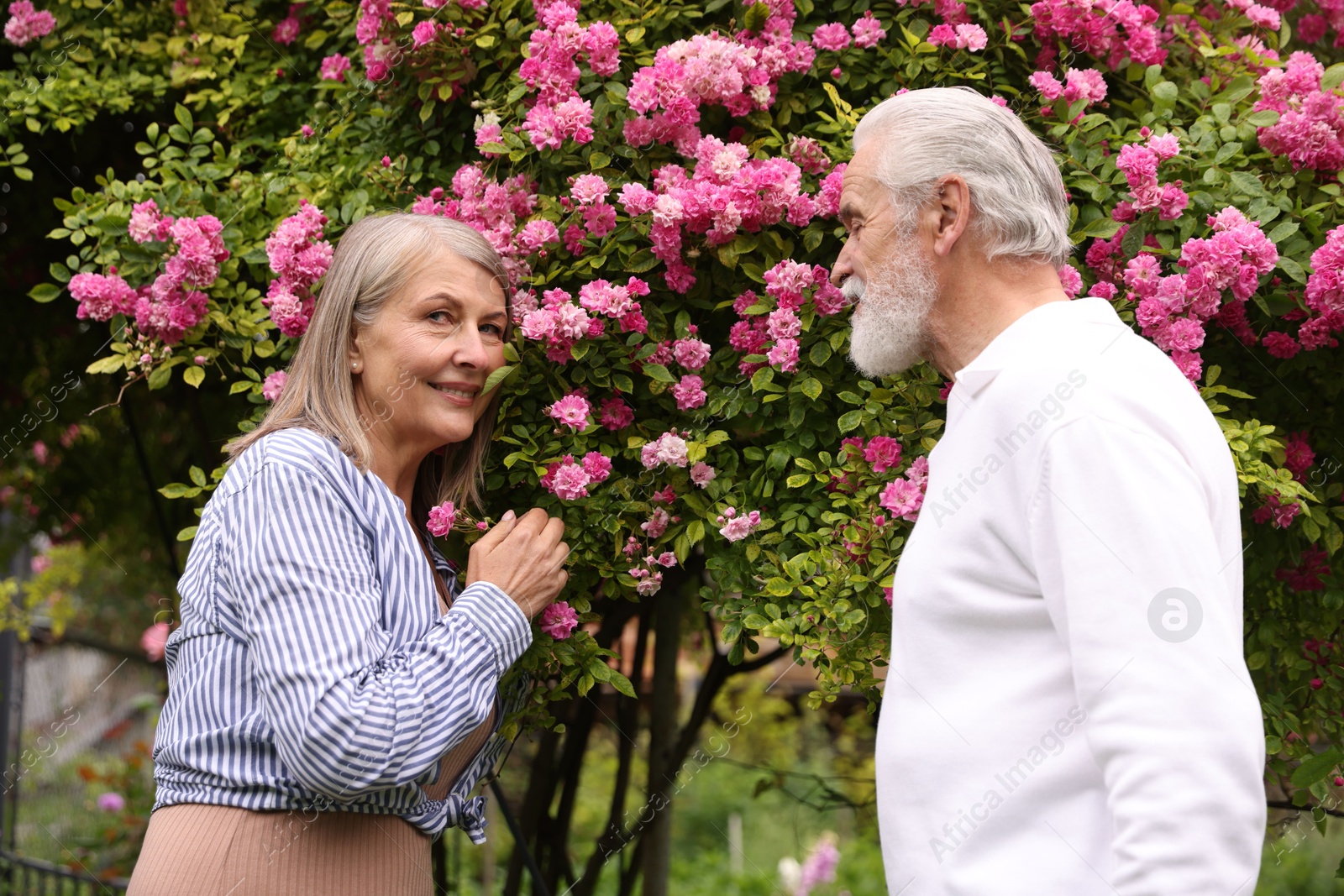 Lovely senior couple near bush of pink roses outdoors Photo of Lovely senior couple near bush of pink roses outdoors