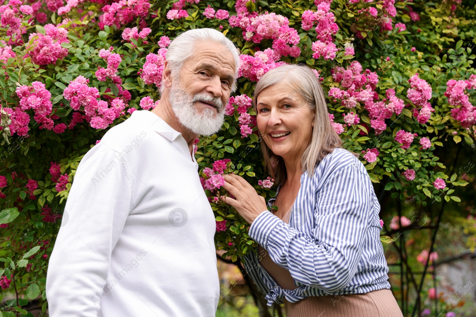 Photo of Lovely senior couple near bush of pink roses outdoors