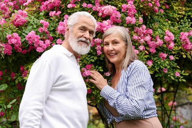 Photo of Lovely senior couple near bush of pink roses outdoors