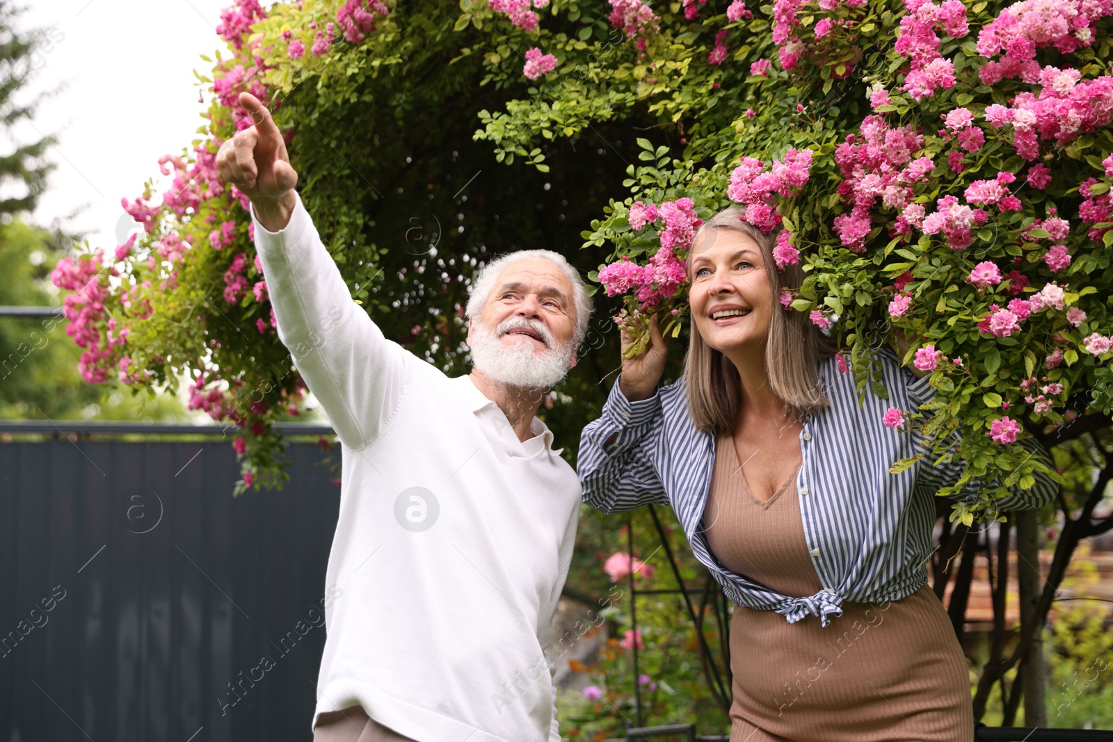 Lovely senior couple near bush of pink roses outdoors Photo of Lovely senior couple near bush of pink roses outdoors