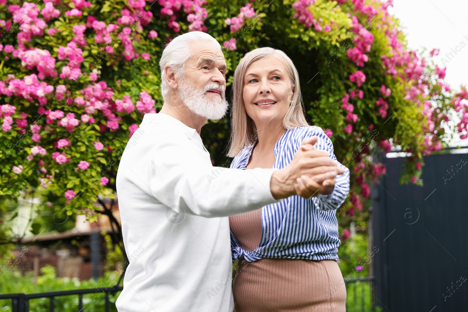 Photo of Lovely senior couple dancing near bush of pink roses outdoors