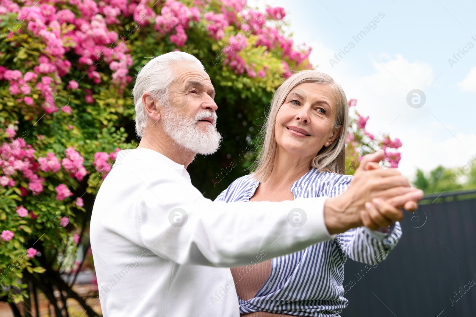 Photo of Lovely senior couple dancing near bush of pink roses outdoors