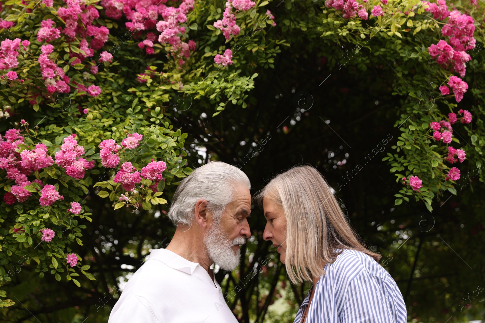 Photo of Lovely senior couple near bush of pink roses outdoors