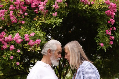 Photo of Lovely senior couple near bush of pink roses outdoors