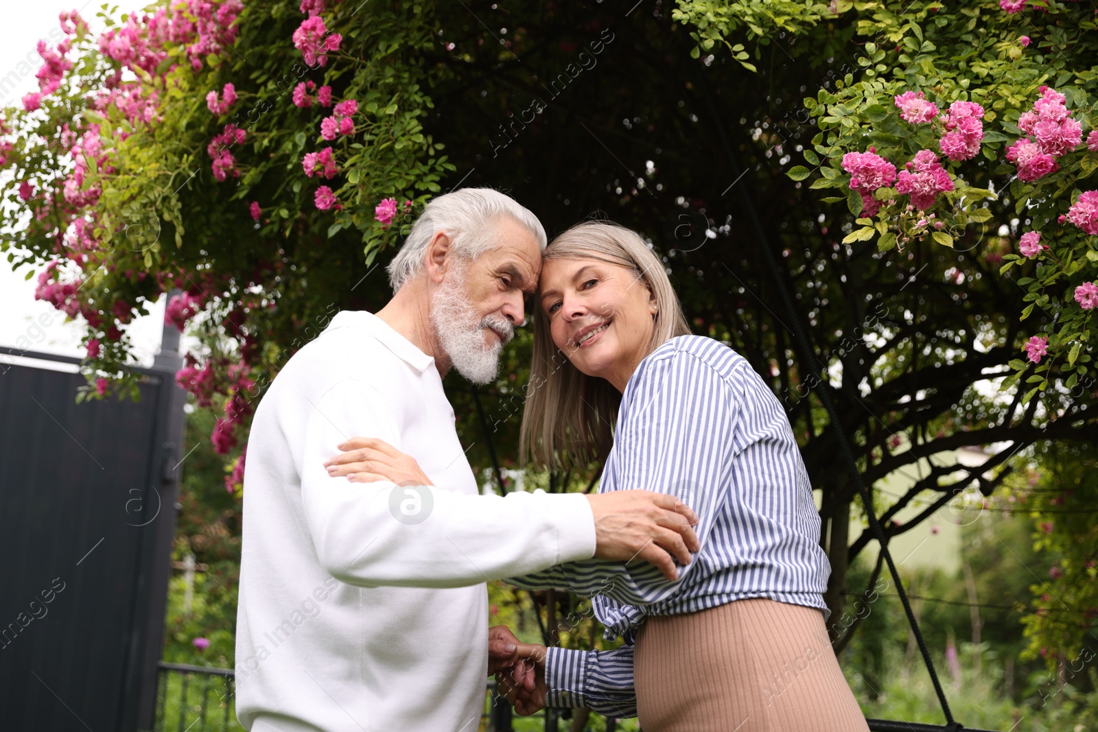 Photo of Lovely senior couple near bush of pink roses outdoors, low angle view