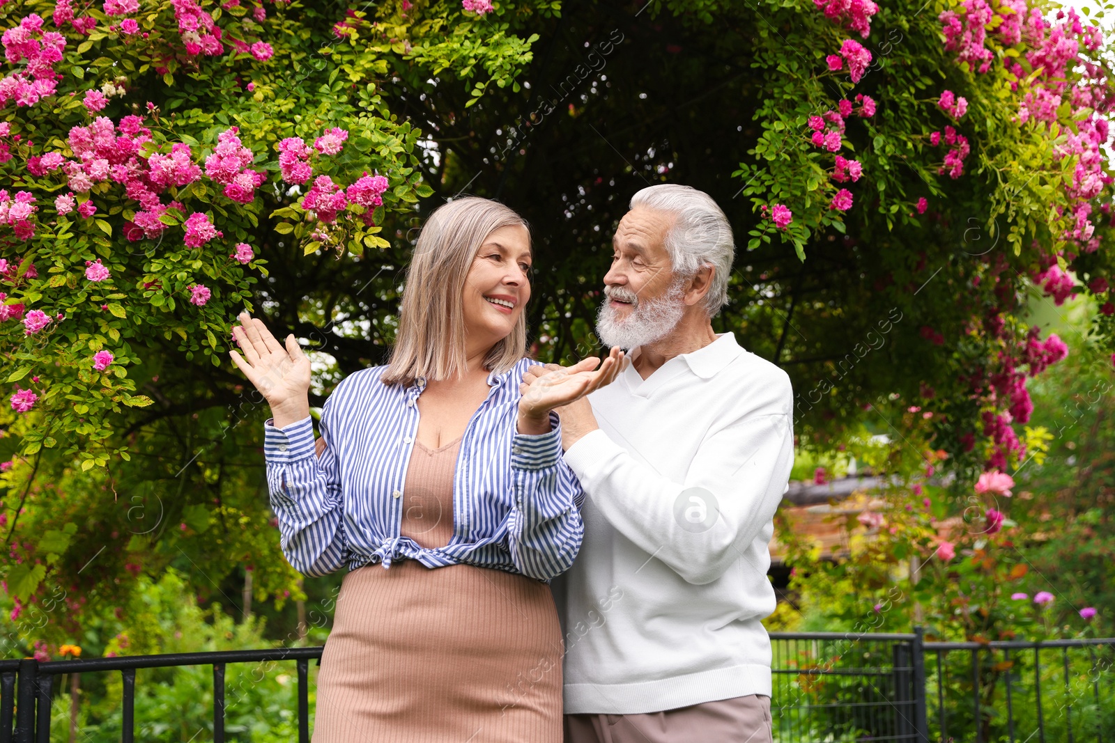 Photo of Lovely senior couple near bush of pink roses outdoors