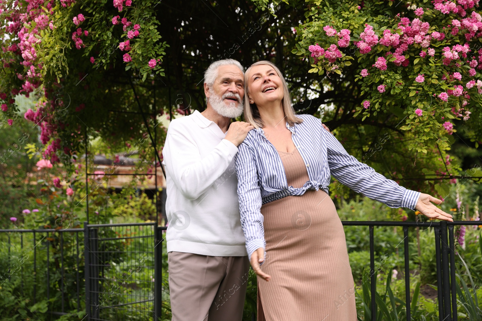 Lovely senior couple near bush of pink roses outdoors Photo of Lovely senior couple near bush of pink roses outdoors