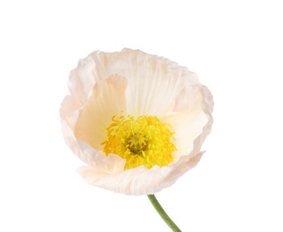 Photo of Beautiful blooming poppy flower isolated on white