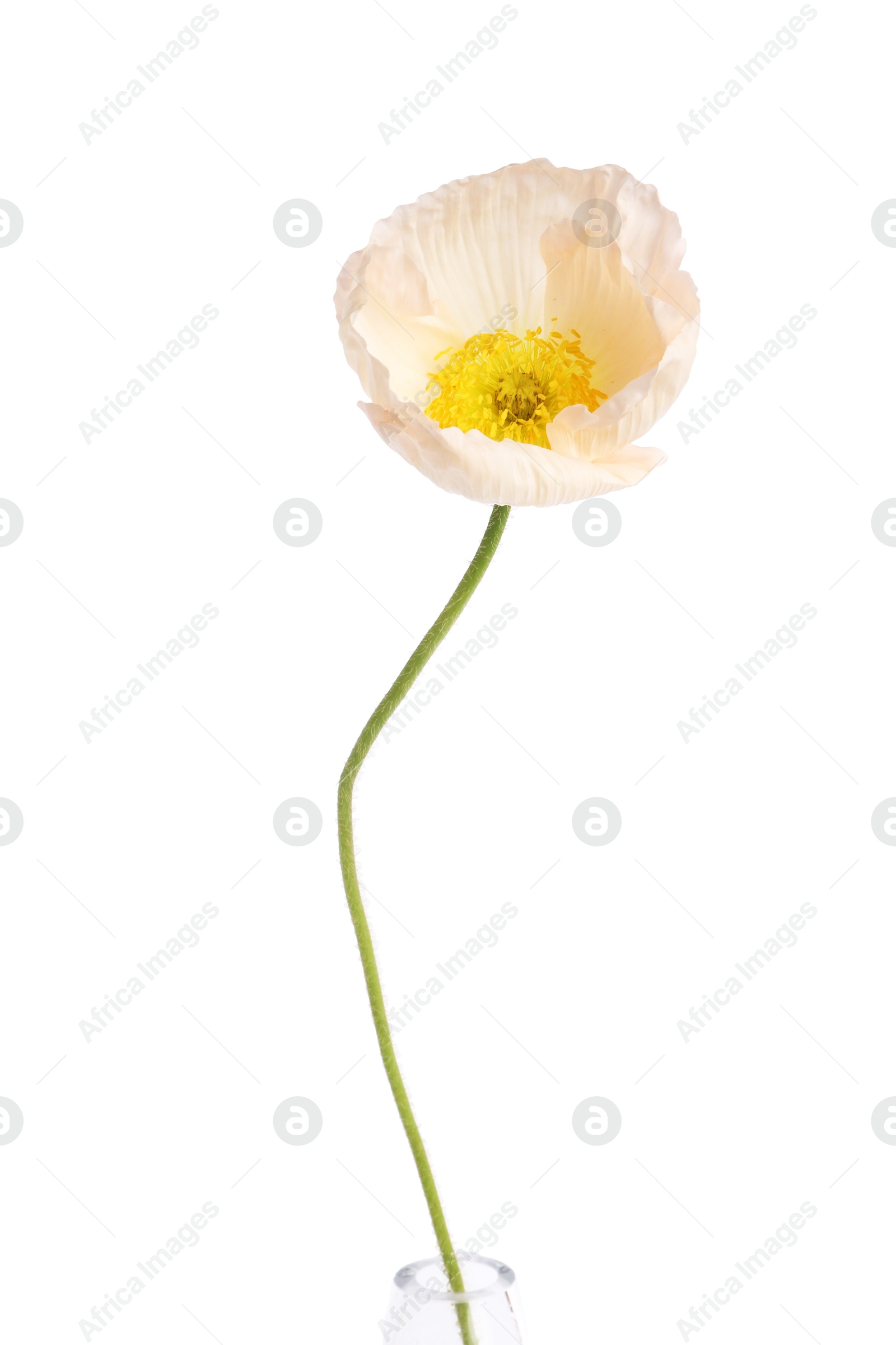 Photo of Beautiful blooming poppy flower isolated on white