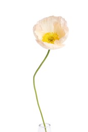 Photo of Beautiful blooming poppy flower isolated on white