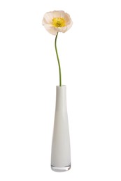 Photo of One beautiful poppy flower in vase isolated on white