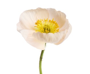 Photo of One beautiful poppy flower isolated on white