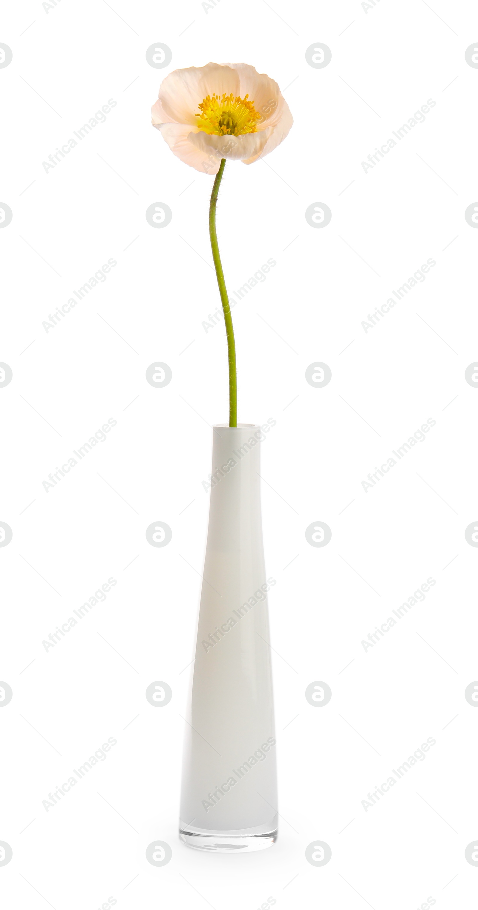 One beautiful poppy flower in vase isolated on white Photo of One beautiful poppy flower in vase isolated on white